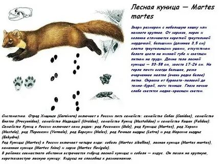 Сказки про куницу