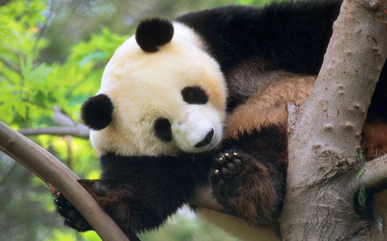Pandas download