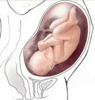 35 недель шевеление плода