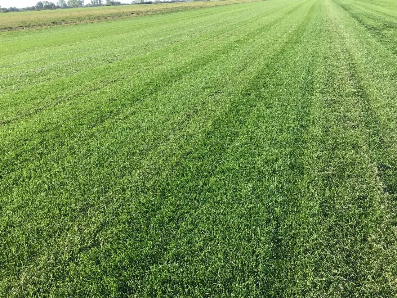 газон симферополь.