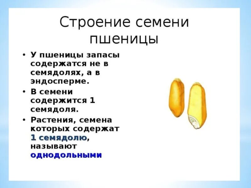 Практическая работа строение пшеницы. Пшеница семена строение 6 класс. строение зерновки пшеницы 6 класс биология. семя пшеницы строение 6 класс. строение семени фасоли и кукурузы.