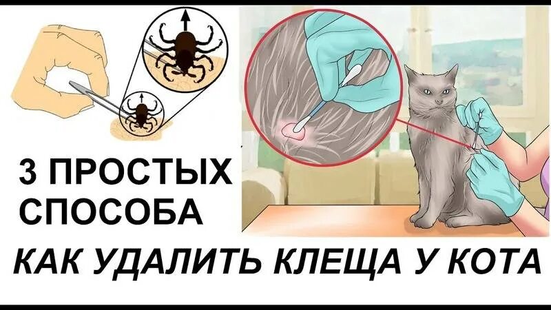 Как вытащить кота. Как вытащить клеща у кошки. как вынуть клеща у кошки. как вытащить клеща у котенка.