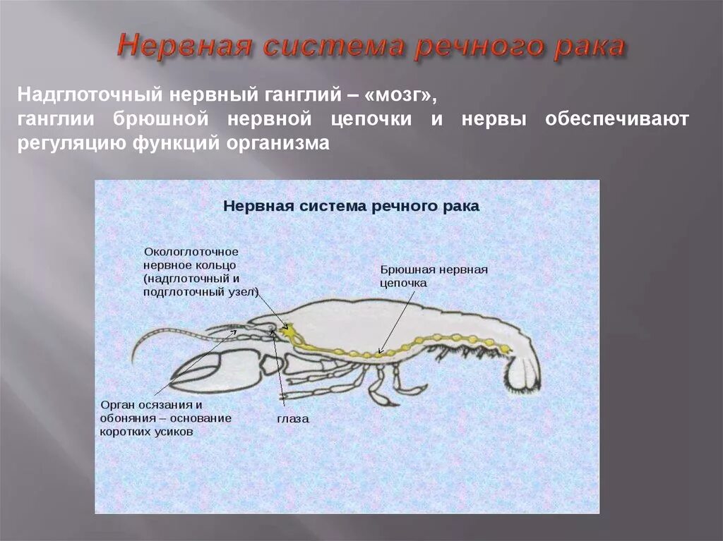 Членистоногие имеют системы органов