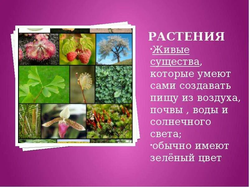 Растения живые существа. Растение как живое существо. Окружающий мир живые существа. Растения живые существа 3 класс.