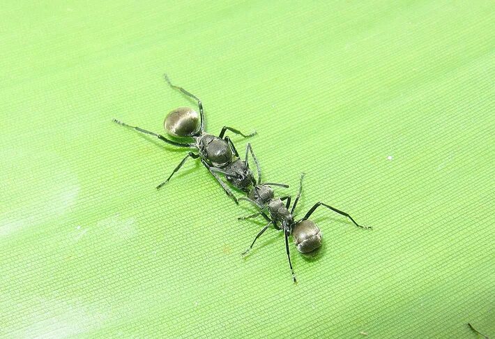 Polyrhachis vicina Roger. Легендарные муравьи. Машина муравей. Машина похожая на муравья.