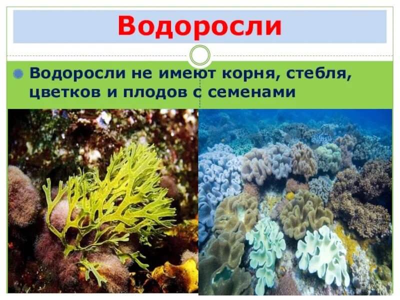 Водоросли не имеют ответ. Разнообразие растений водоросли. Водоросли 3 класс. Водоросли слайд. Водоросли презентация 3 класс.