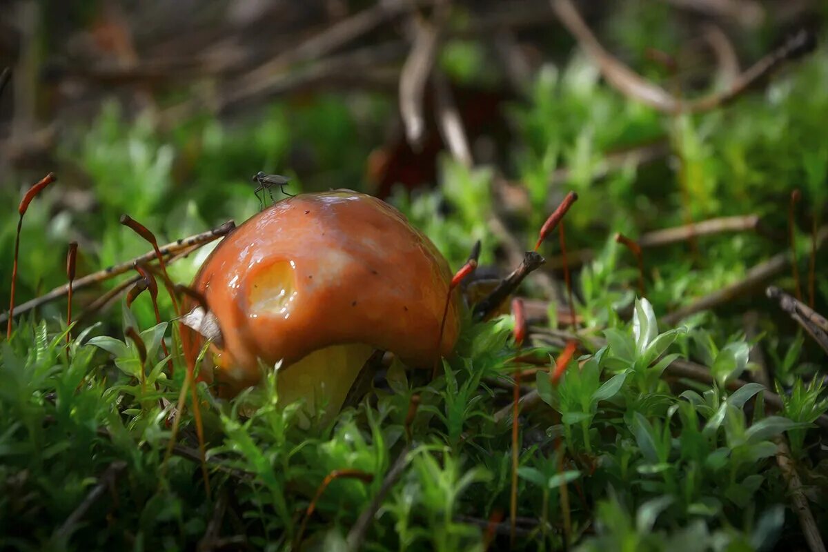 грибы маслята. сон грибы маслята. оранжевые маслята. сон грибы маслята. маслята грибы маленькие.