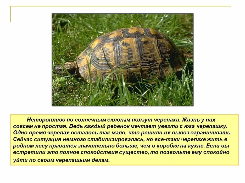 Черепашки на юге. Черепаха времени. Срок жизни черепахи. Один день из жизни черепахи. Черепаха за первую минуту проползла 4.7 м