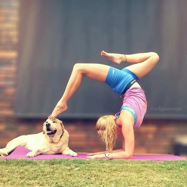 Собака йог. Собака йога. Дога йога с собакой. Поза йоги собака. Занятие спортом с собакой.
