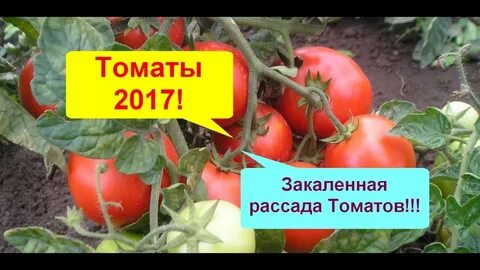 При какой температуре закаляют помидоры