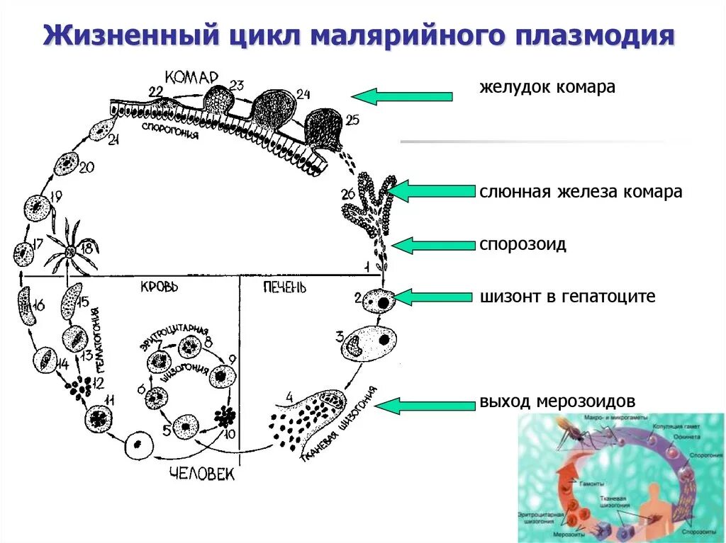 Малярийный плазмодий в кишечнике. Стадии жизненного цикла малярийного плазмодия. Цикл развития малярийного плазмодия. Жизненный цикл малярийного плазмодия простая схема. Цикл развития малярийного плазмодия схема.