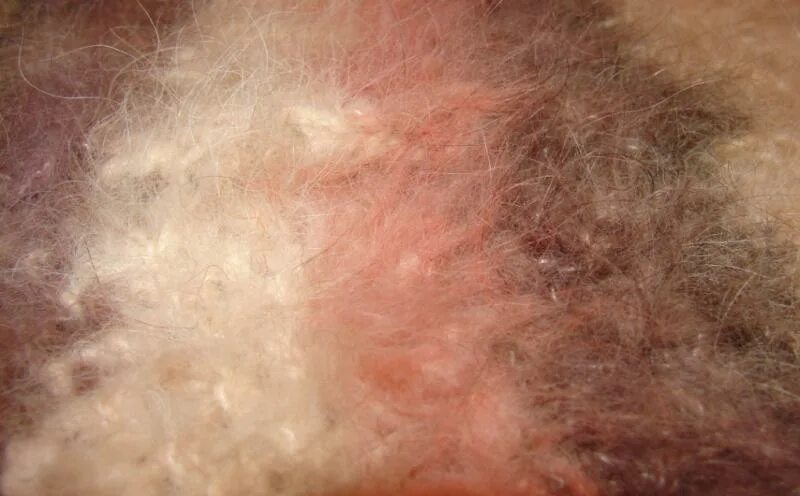 Пояс из собачьего пуха. Изделия из собачьей шерсти. Шерсть лечит. Шерсть лечит. Шерсть лечит.