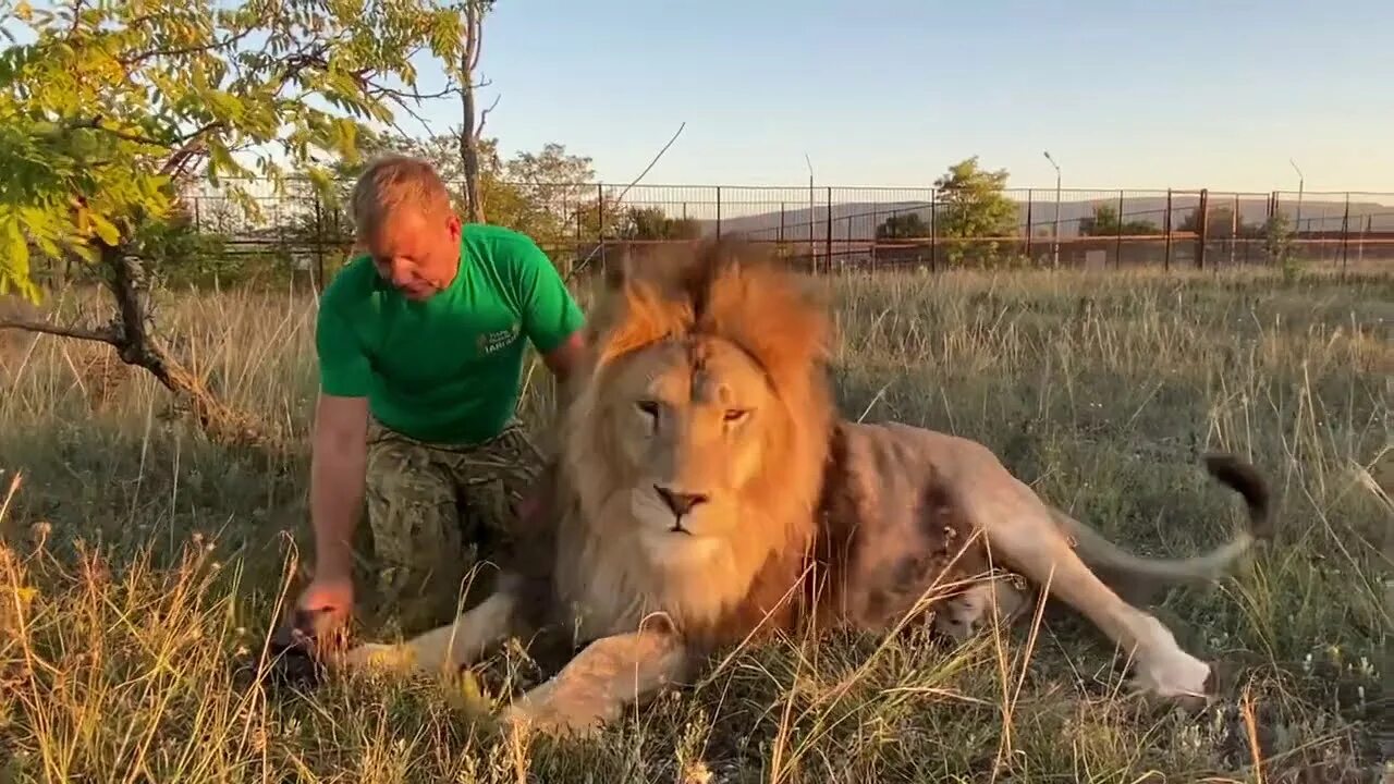 Тайган последние видео сегодня с татьяной алексагиной. Парк Львов Тайган Алексагина.