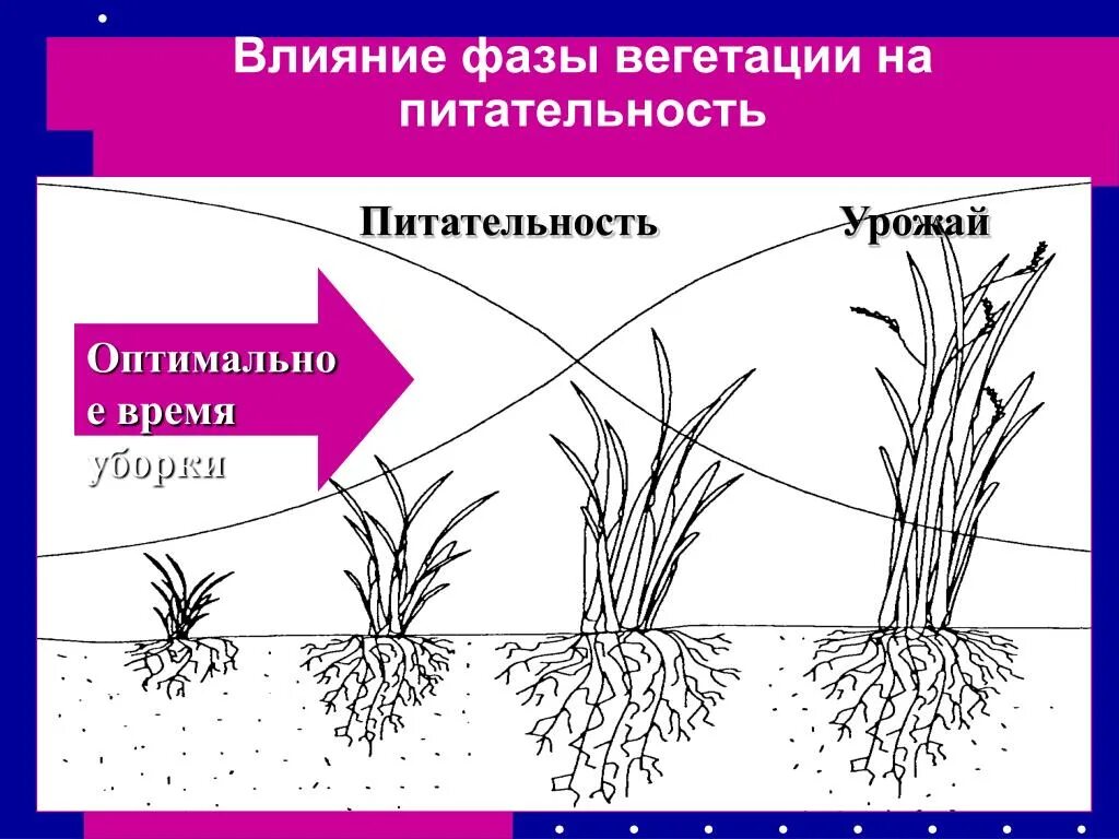 Вегетация растений что это простыми словами. Фазы вегетации. Фазы вегетации растений. Стадия вегетации это. Вегетация растений что это такое.