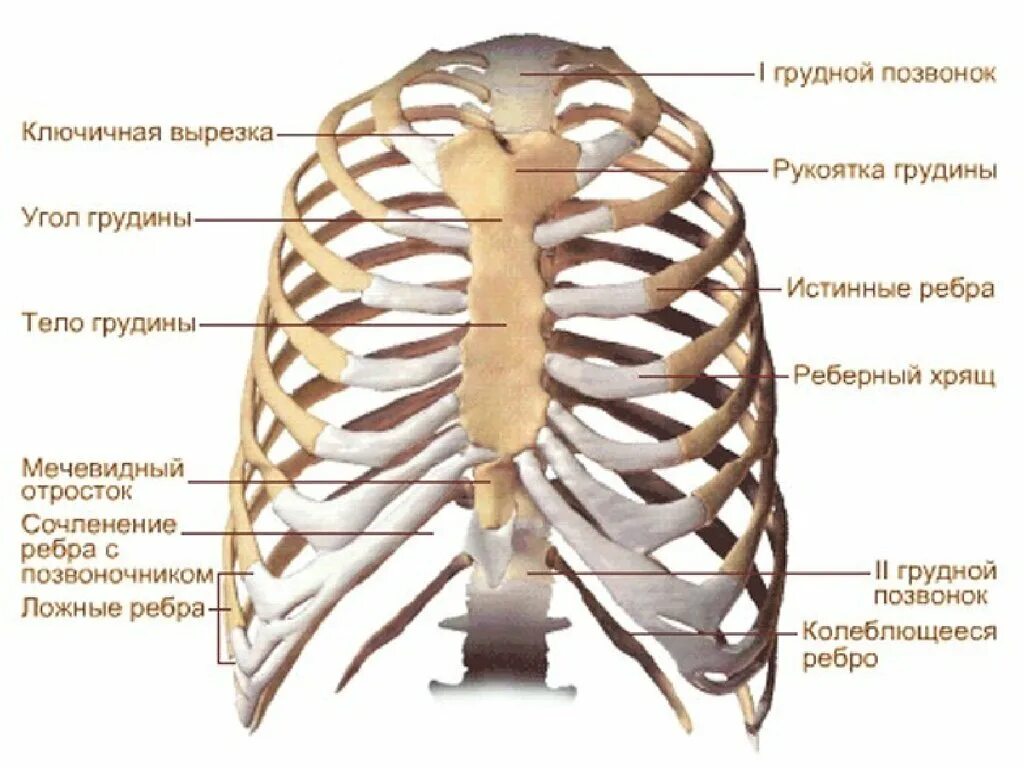 Сколько ребер на 1 стороне. Костный каркас грудной клетки. Строение человека ребра скелет. Скелет грудной клетки описание. Скелет грудной клетки человека с названием костей.