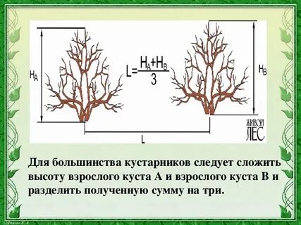 Площадь кустарника