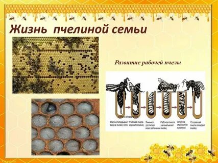 Роль рабочих пчел