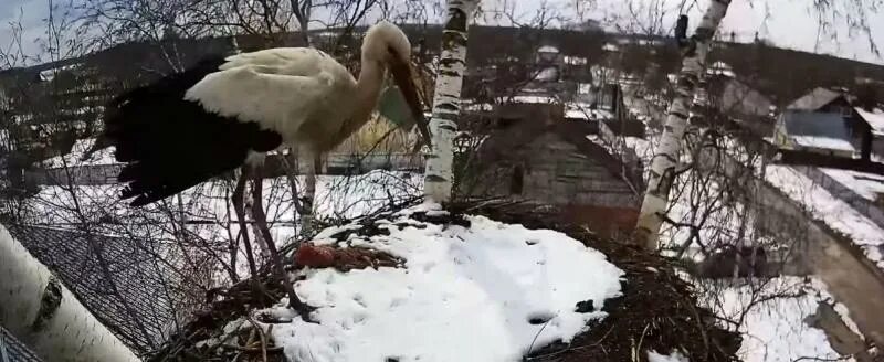 Хотисино калужская область. Гнездо аистов калуга. Гнездо аиста калуга. Гнездо аиста в деревне. Гнездо аиста калуга.