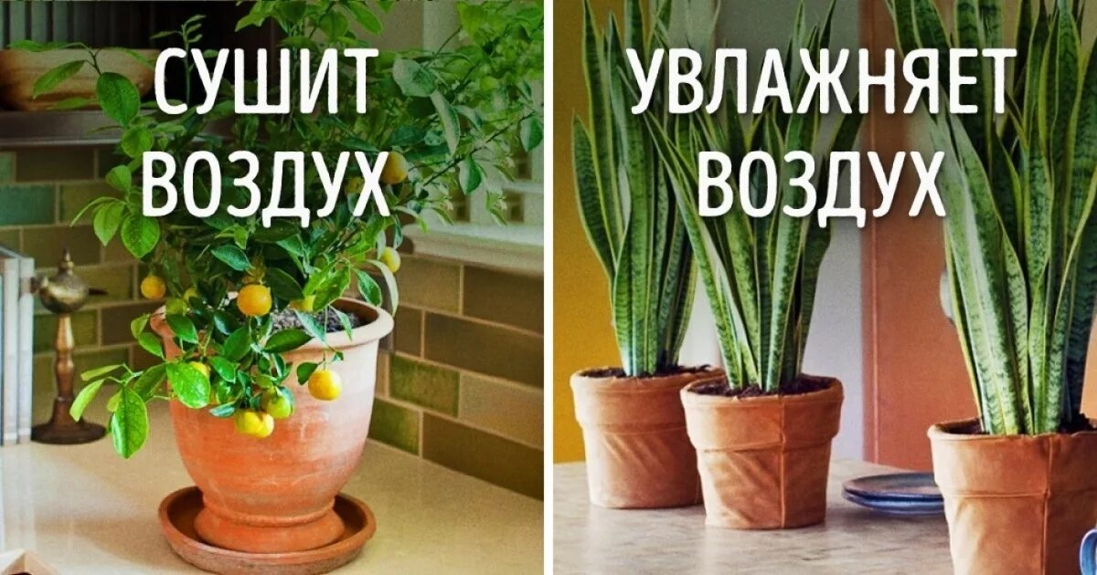 Растения увлажняющие воздух. Комнатные растения которые увлажняют воздух. комнатные цветы поглощают влагу. комнатные растения для увлажнения воздуха в квартире. увлажняющие комнатные растения воздух в комнате.