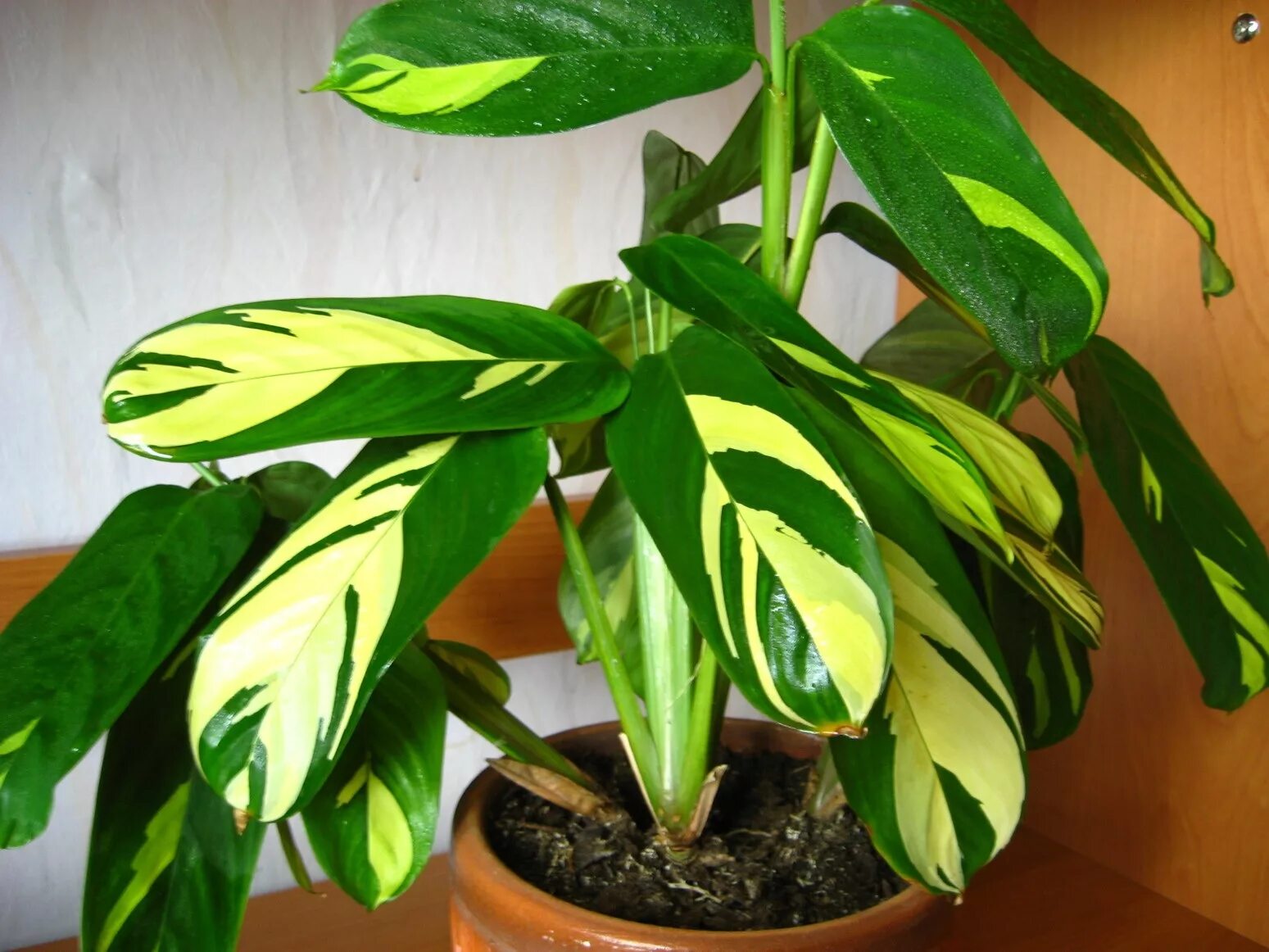 Кротон кодиеум экселент. Хлороз спатифиллума. Оксалис триангулярис. Замиокулькас zamiifolia. Калатея варшевича.