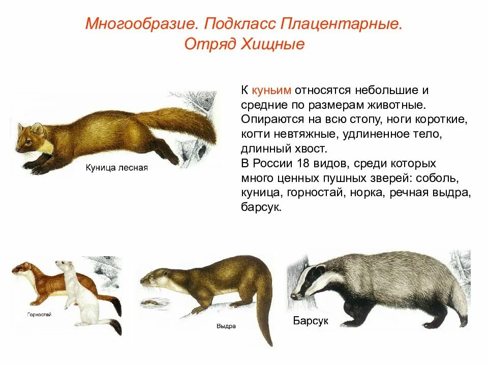 Хищные млекопитающие примеры. Плацентарные отряд хищные. плацентарные млекопитающие. отряд млекопитающих куньи. хищные млекопитающие отряд плацентарных.