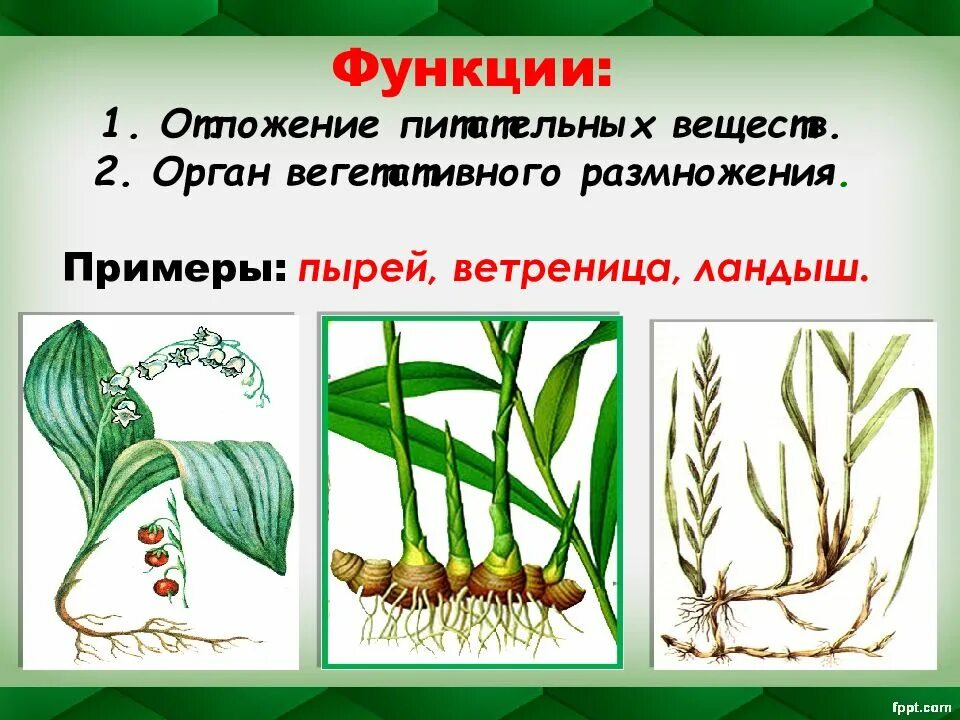 Функции вегетативного размножения