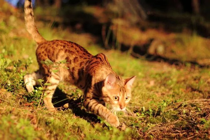 крадущийся кот. фотографии кошек. кот перед прыжком. домашние кошки охотятся. крадущаяся кошка.