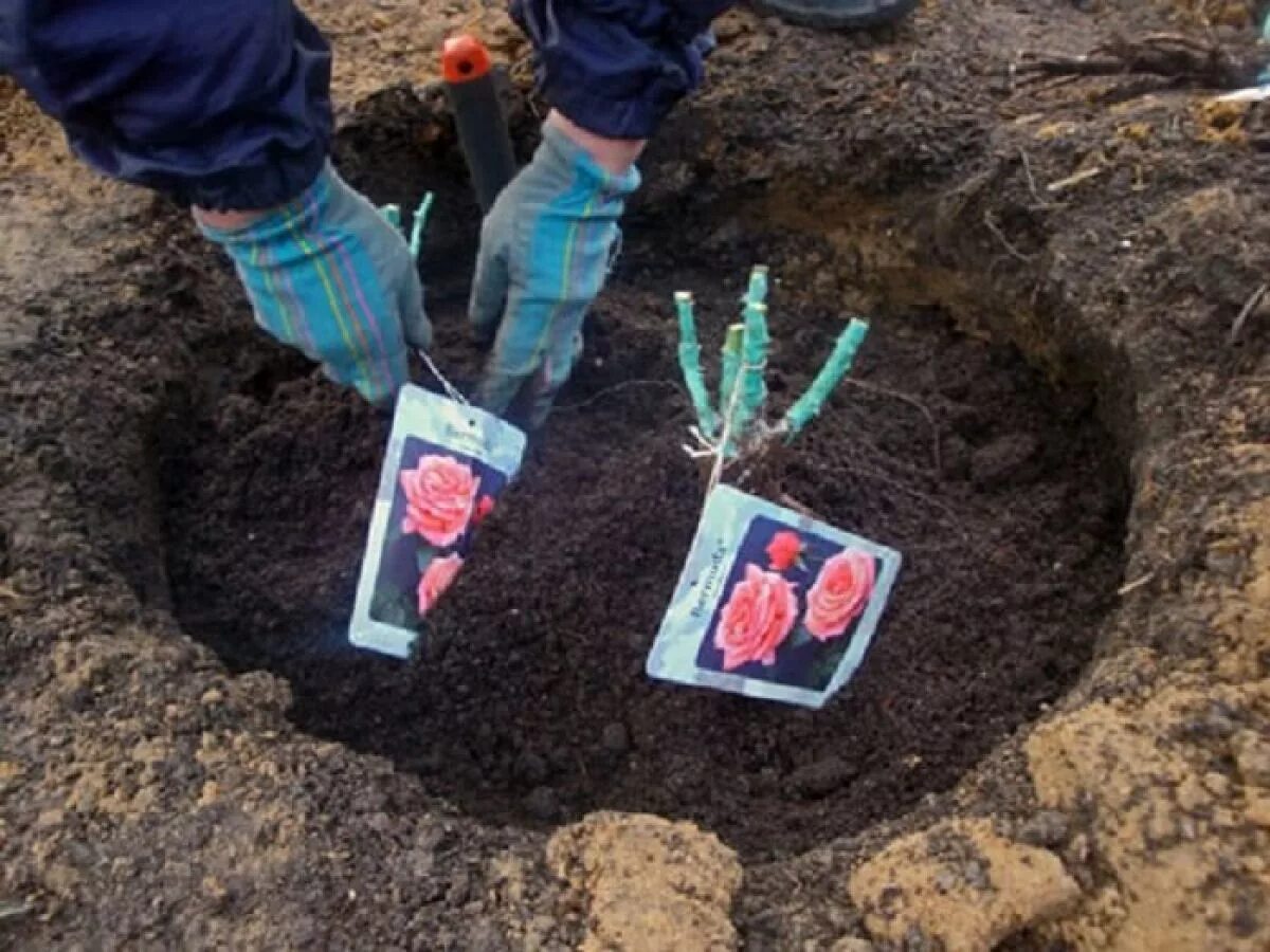 Когда сажать саженцы роз. Посадка роз. Высадка роз в открытый грунт весной. Посадка саженца розы. Посадка роз весной в открытый грунт.