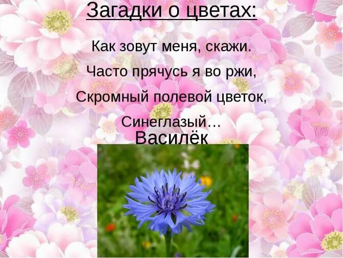 Загадки про цветы. Загадки про цветы маленькие. Загадка про цветочек. Загадки о цветах для детей.