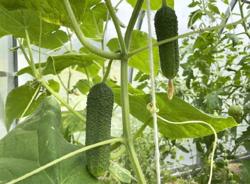 Огурцы подмосковные. Огурцы без горечи для теплицы. Огурец тополек f1, 0,15г (цв. Волосатый горький огурец. Огурец аполлон f1.