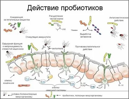 Пробиотики побочные эффекты