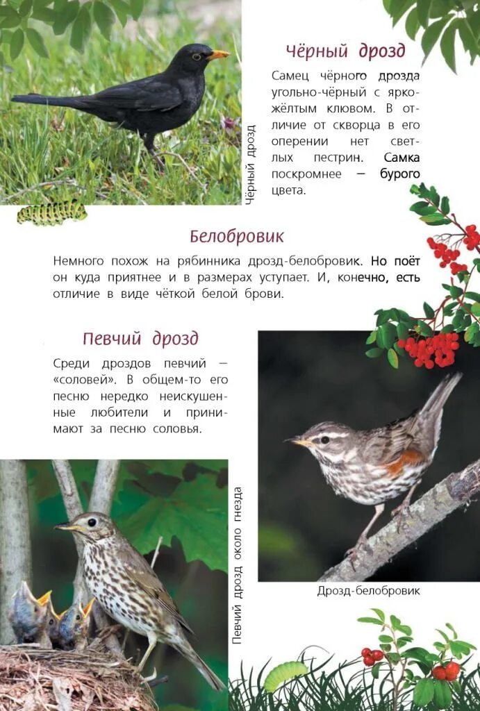 Программа дрозд. Дрозд рябинник описание птицы. дрозд рябинник размер. рябинник птица определитель. дрозд размер.