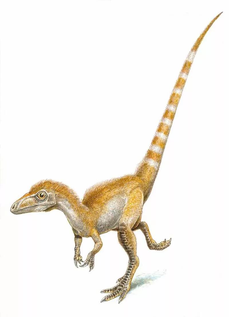 Как назывались маленькие динозавры. Компсогнат. Компсогнат АРК. Синозавроптерикс динозавр. Маленькие динозавры.