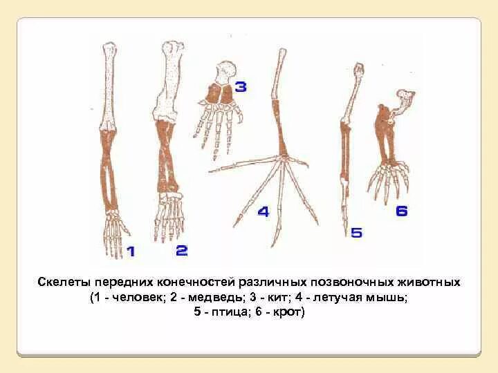 Тест скелет конечностей. Скелет передней конечности шимпанзе. скелет кисти различных млекопитающих. строение конечностей. строение конечностей человека.