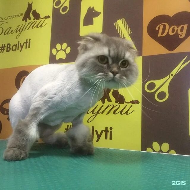 Стрижка кота до и после. Дом для кошки. Груминг для кошек уфа. Домашние коты. Модные стрижки кошек.