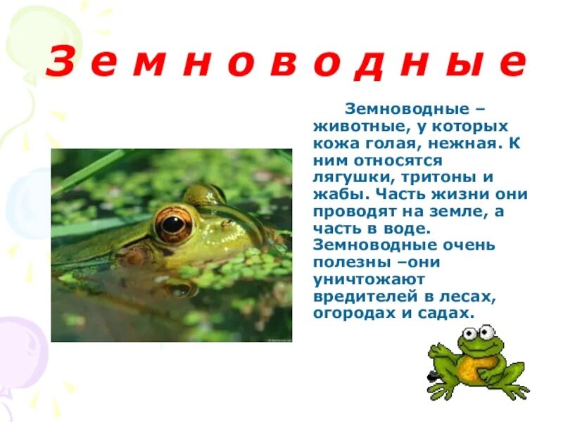 Сообщение о земноводном 2 класс окружающий мир. Земноводные для дошкольников. животные класса земноводные. земноводные презентация для дошкольников. земноводные это определение.