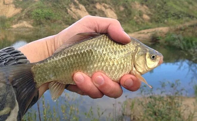 Рыболовная усадьба золотые караси. Золотой карась кольчугино. Золотой карась кольчугино. Карась золотой с длинным хвостом. Золотые караси платная рыбалка.