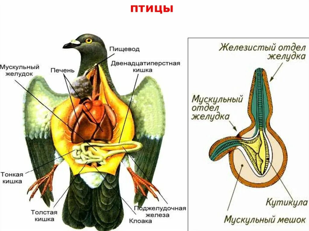 Пищеварительная система птиц строение и функции. Эволюция систем органов животных пищеварительная система. Двухкамерный желудок у птиц. Строение мускульного желудка птиц. Сколько отделов у птиц