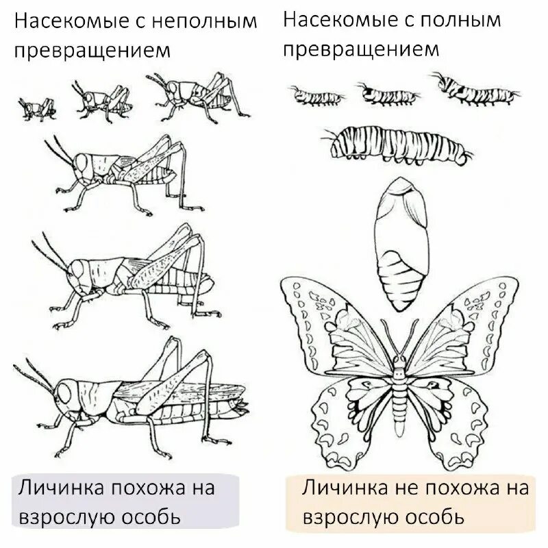 Насекомые с полным и неполным превращением примеры