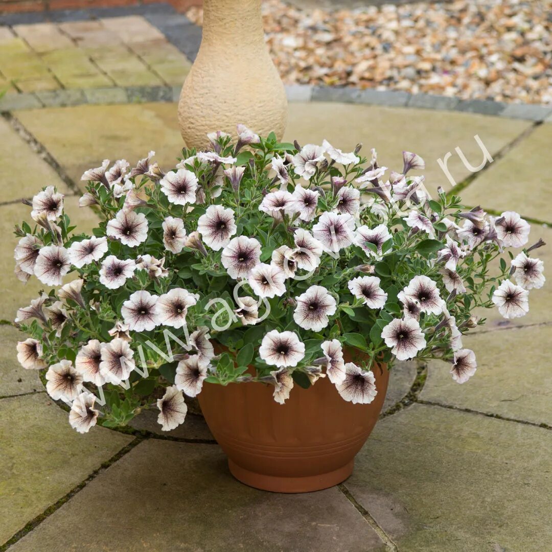 Петуния designer cappuccino. Петуния дезигнер капуччиновк. Петуния crazytunia purple storm. Петуния petunia designer cappuccino. Петуния designer.