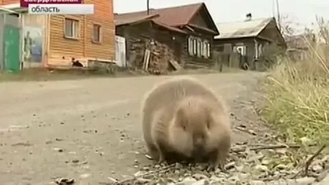 Домашние бобры видео