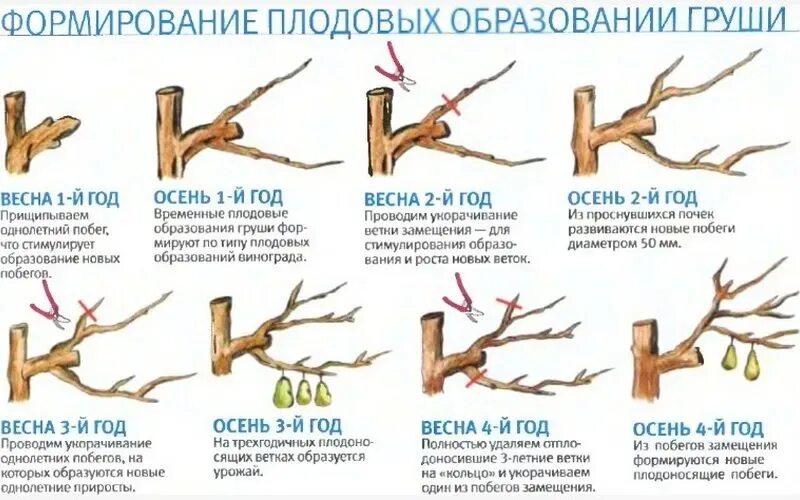 Обрезка плодовых деревьев груши. Формирующая обрезка груши весной. Как правильно обрезать старую грушу весной. Обрезка деревьев весной для начинающих в картинках пошагово груши.