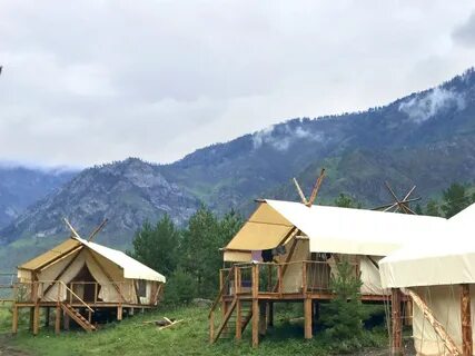 Айвенго горный алтай