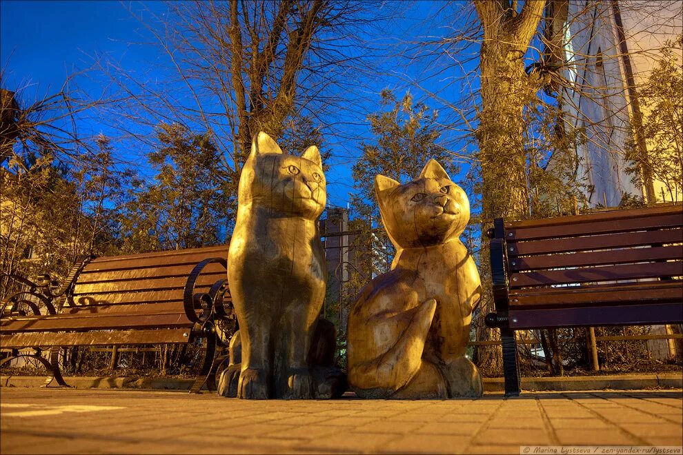 Парк котов. Парк котов Зеленоградск. Зеленоградск город котиков. Зеленоградск Калининградской области город кошек. Зеленоградск Калининград коты.