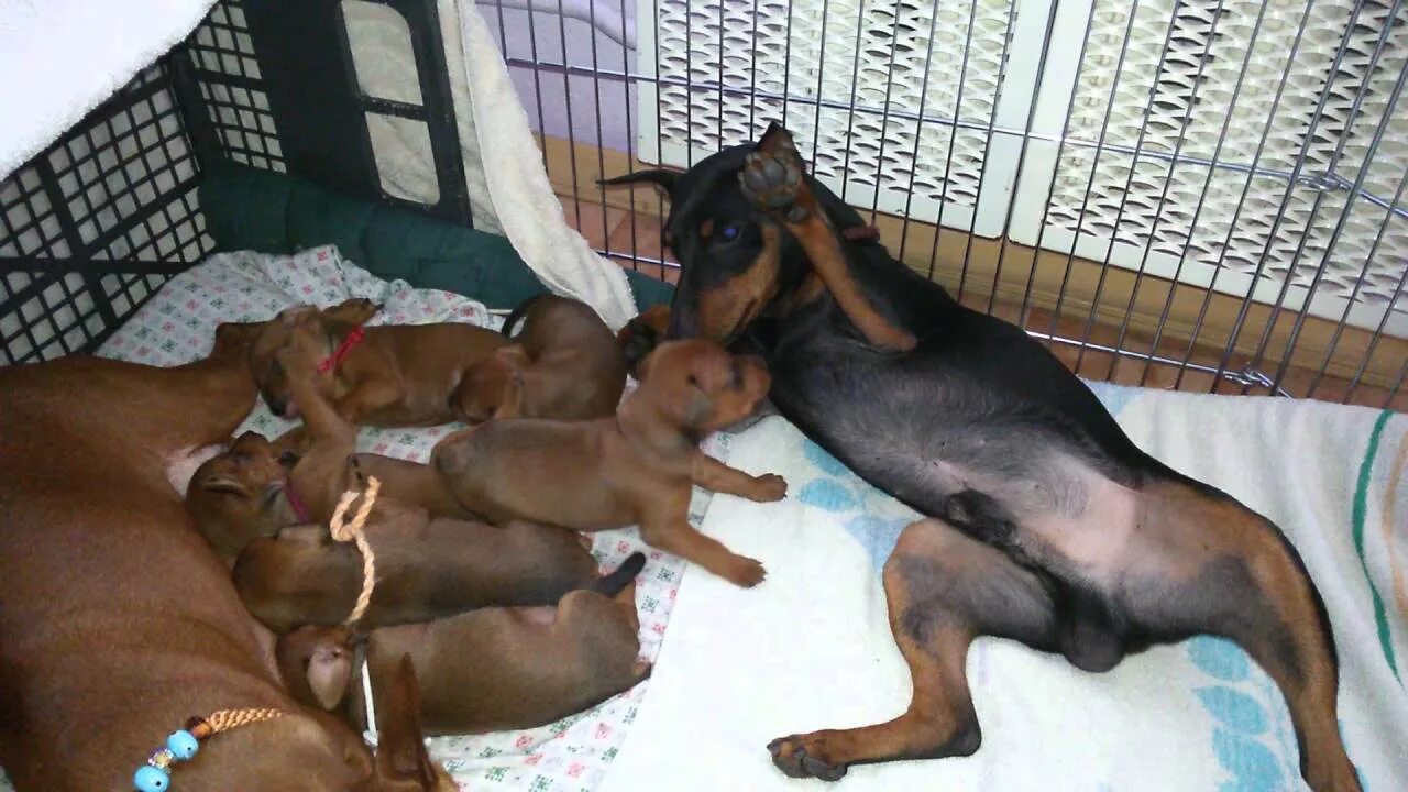 Цвергпинчер течка. Беременность цвергпинчера. беременный цвергпинчер.