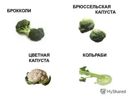 Как правильно пишется брокколи