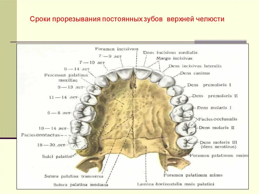 Строение верхней челюсти снизу. Челюсть человека снизу. Зубы верхней и нижней челюсти анатомия. Верхняя челюсть анатомия строение вид снизу.