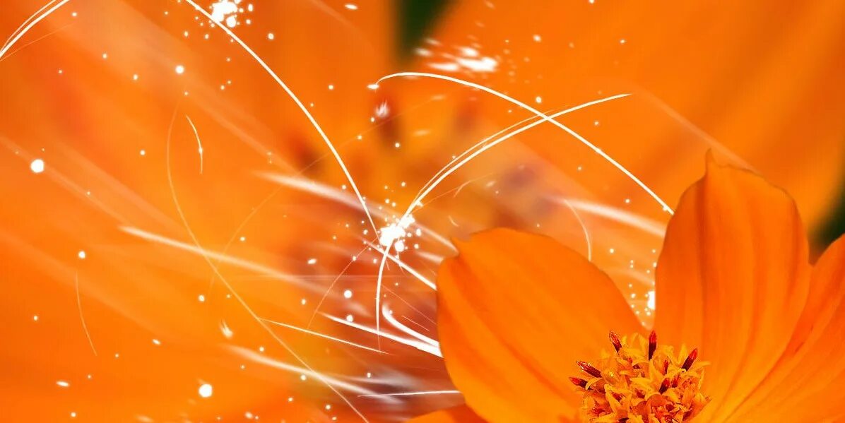 красивый оранжевый. яркий оранжевый. оранжевый фон. оранжевые цветы. оранжевый цвет заставка.