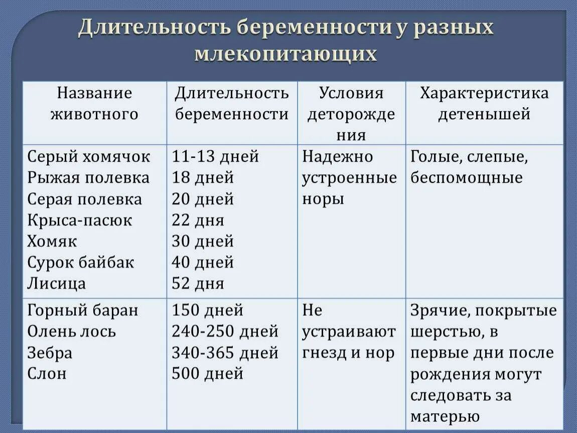 Периодов длившихся. Продолжительность беременности у животных таблица. Длительность беременности у млекопитающих. Сроки беременности у млекопитающих таблица. Срок беременности у разных животных.