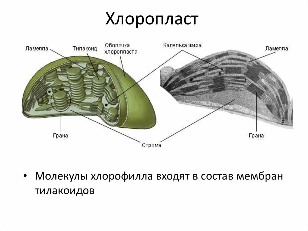 Хлоропласты это ответ. Хлоропласт. Строение хлоропласта. Строма хлоропласта. Оболочка хлоропласта.